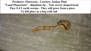 flatworm bipalum joshua platt wm                      